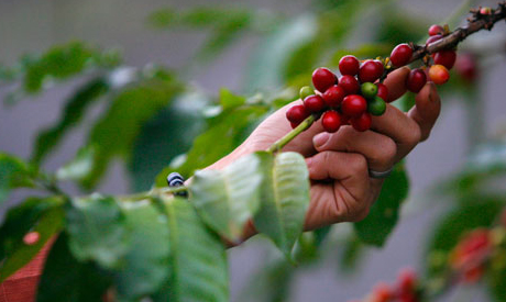 Coffee bean bush