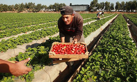 Palestinian farmer