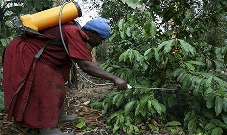 Uganda is one of the continent`s leading exporters of coffee