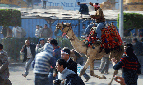 riding camels