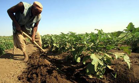 Sudan farmers