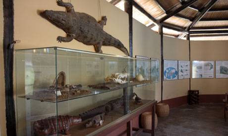 crocodiles museum