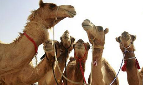 Dubai cafe "camel-ccino"