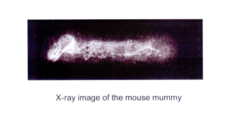 x-ray of the mummified rate