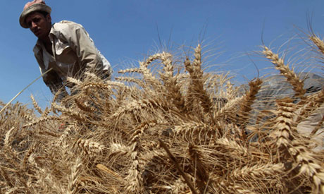 A farmer harvests wheat 
