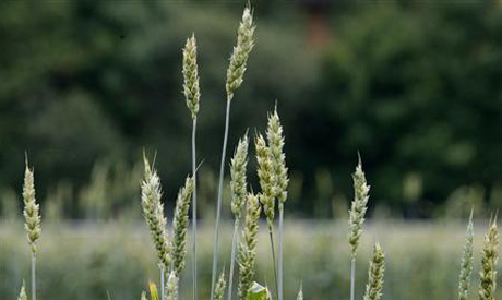 GMO wheat