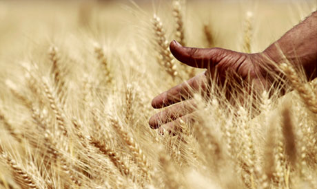 Egypt wheat