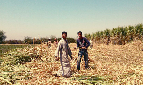 Harvesting sugarcane in Upper Egypt