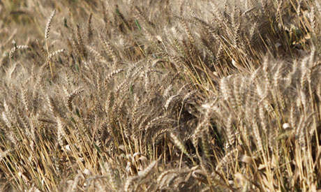 File Photo: Wheat (Photo: Reuters)