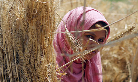 Wheat (File photo: Reuters)