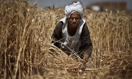 Egyptian wheat harvest season begins in April and lasts until July. (File Photo: Al-Ahram)	