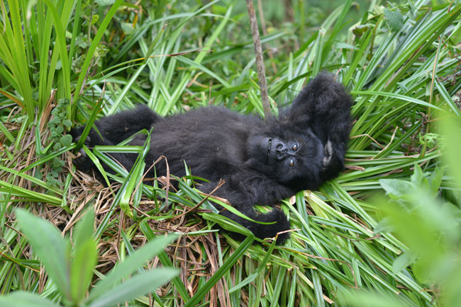 In this 2016 photo provided by the Dian Fossey Gorilla Fund, a young mountain gorillas named Fasha (