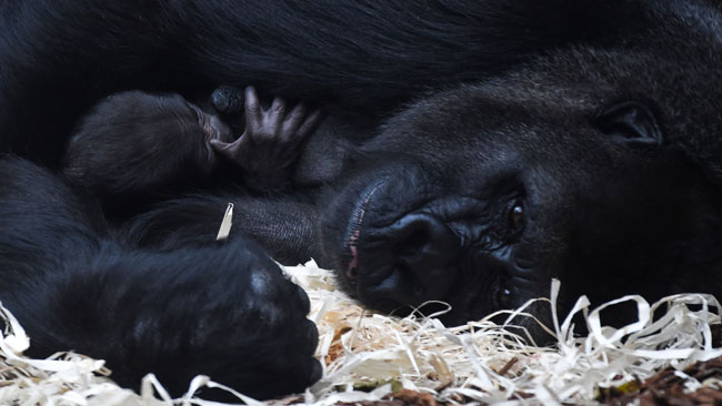 A gorilla named Sheila and her newborn in her arms rest in their cage at the ZooParc of Beauval in S
