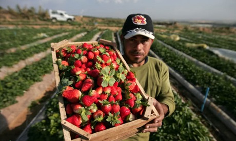 Egyptian Strawberries