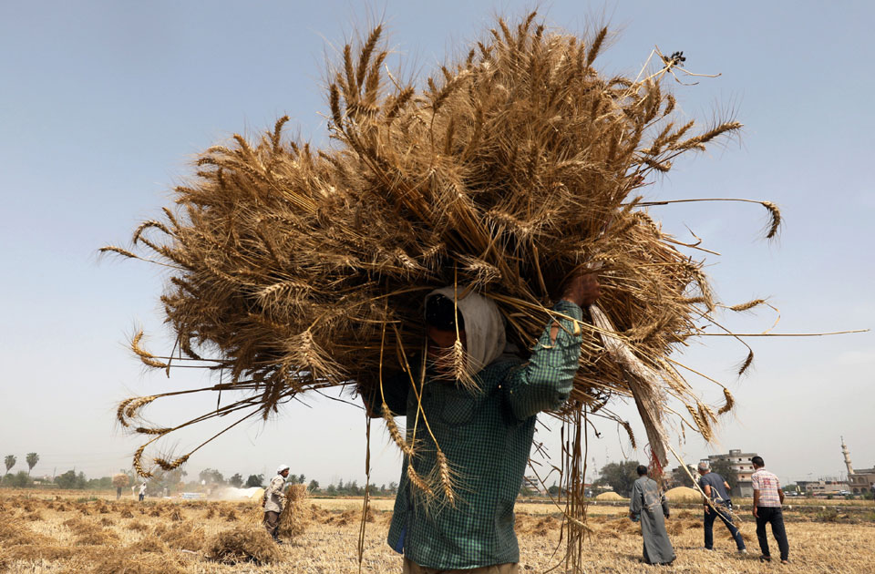 PHOTO GALLERY: Wheat harvest in Egypt's Nile Delta - Multimedia - Ahram ...