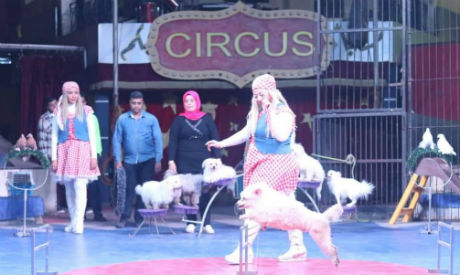 Cairo circus