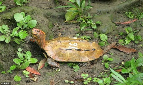 Ryukyu leaf turtle