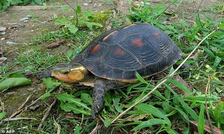 Yellow-margined box turtle