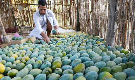 The end of mango season was celebrated by Cairo’s Mango Festival, showcasing the astonishing variety