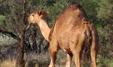 AUSTRALIA-CLIMATE-CAMELS