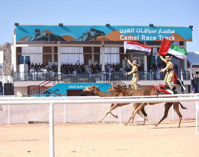 international camel race festival