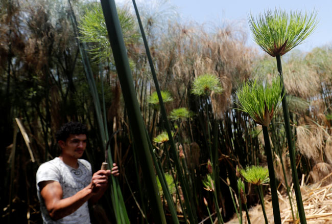 A villager cuts papyrus plants in al-Qaramous village, amid COVID-19 concerns in Sharqia Governorate