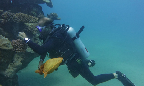 Preserving biodiversity in Egypt: Red Sea clean-up - Egypt - Al-Ahram ...