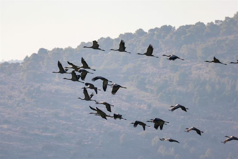 Gray Cranes fly above Israel