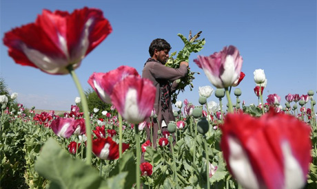 Afghan farmer
