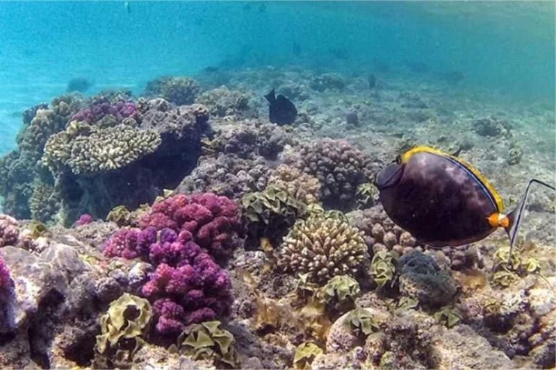 Explainer: The Red Sea’s Most Endangered Species in Egypt – Worth Knowing – COP27