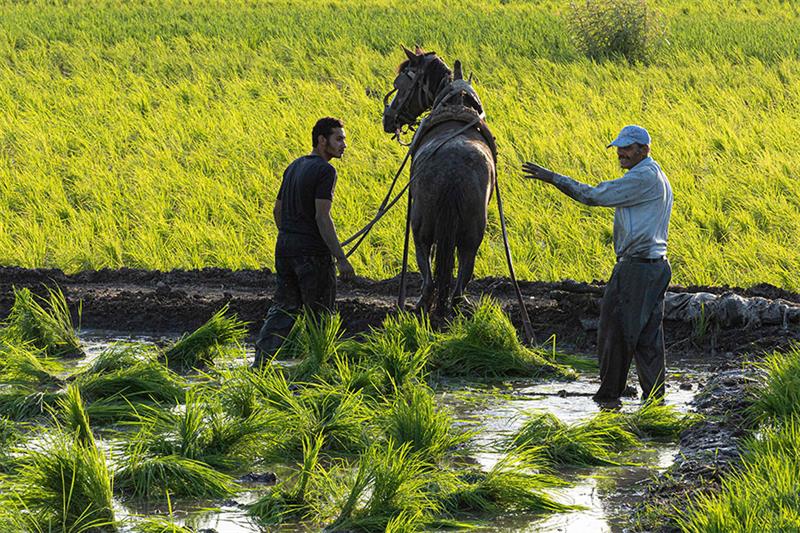 Egyptian farmers plant rice in a field of the Mit al-Ezz village, near Mit Ghamr town in the Nile De
