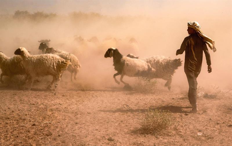 A shepherd gathers his sheep on arid land on the edge of the desert of Iraq s central city of Najaf.