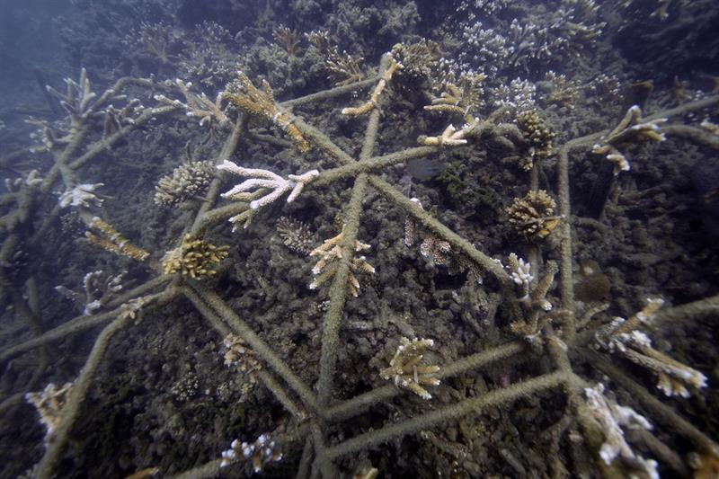 damaged coral, Australia