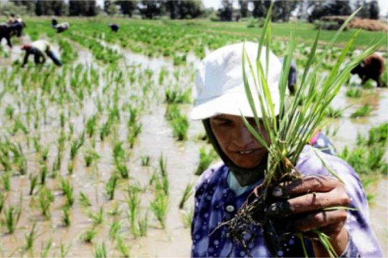 بحران برنج بین کشاورزان و دولت بالا گرفت