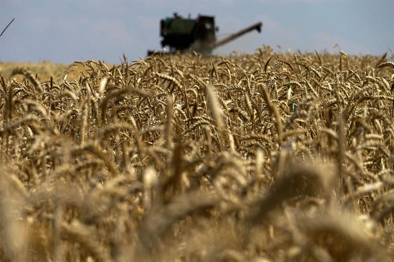 A grain combine harvester collecting wheat near Novoazovsk outside Mariupol