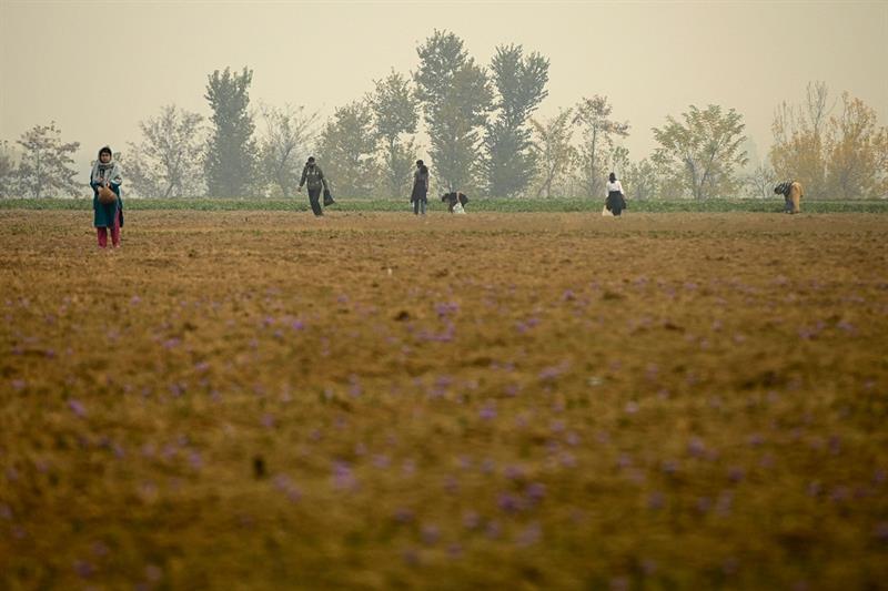 Kashmiri farmers pluck flowers during saffron harvest in a field in Pampore on the outskirts of Srin