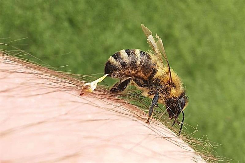 Bee therapy: From venom to drug - Health - Life & Style - Ahram Online
