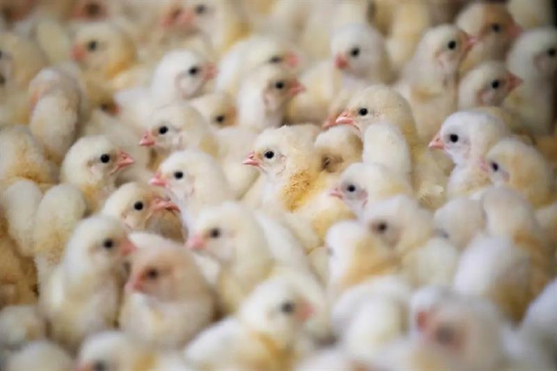 Poultry farm in France