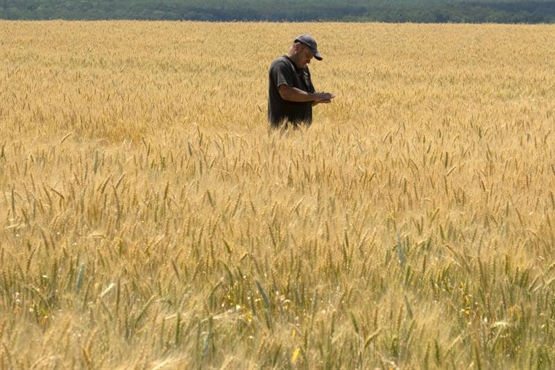 wheat field in Donetsk, Ukraine