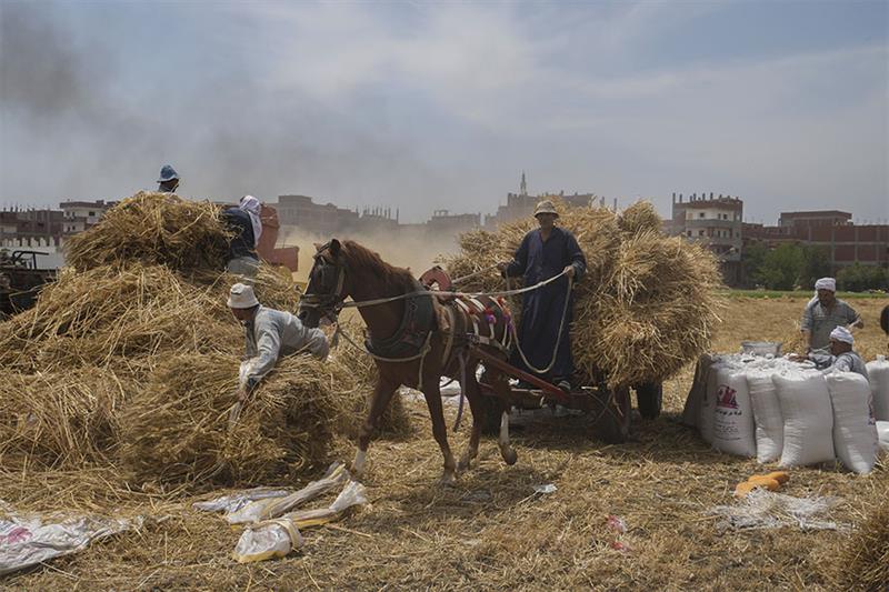 A horse cart driver transports wheat to a mill on a farm in the Nile Delta province of al-Sharqia, E