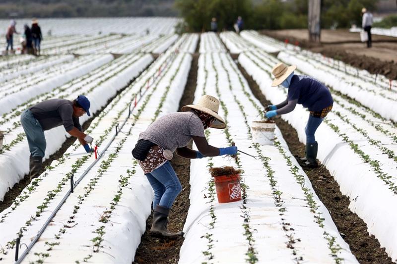 Farm workers labor, California 