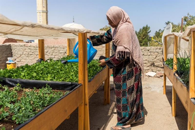 Climate resilience in Aswan