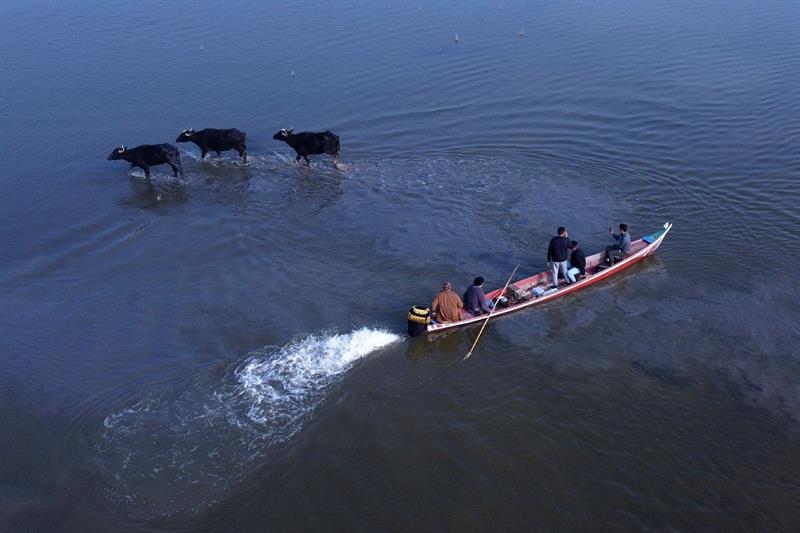 Iraqi farmers ride a boat past buffaloes in the southern Chibayish marshes in Dhi Qar province