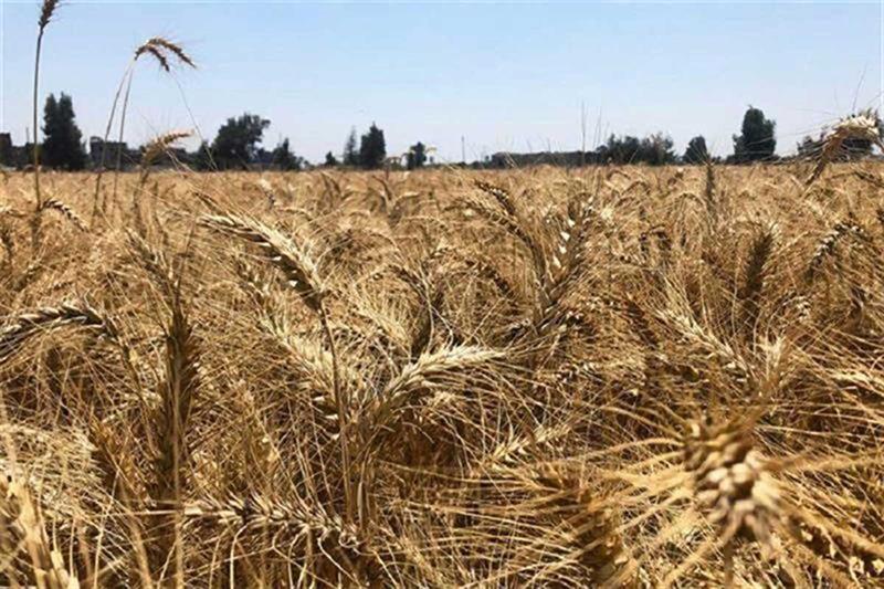 Вихід Єгипту з Міжнародної зернової угоди через відсутність вигод під час українсько-російської кризи: Міністр – Економіка – Бізнес