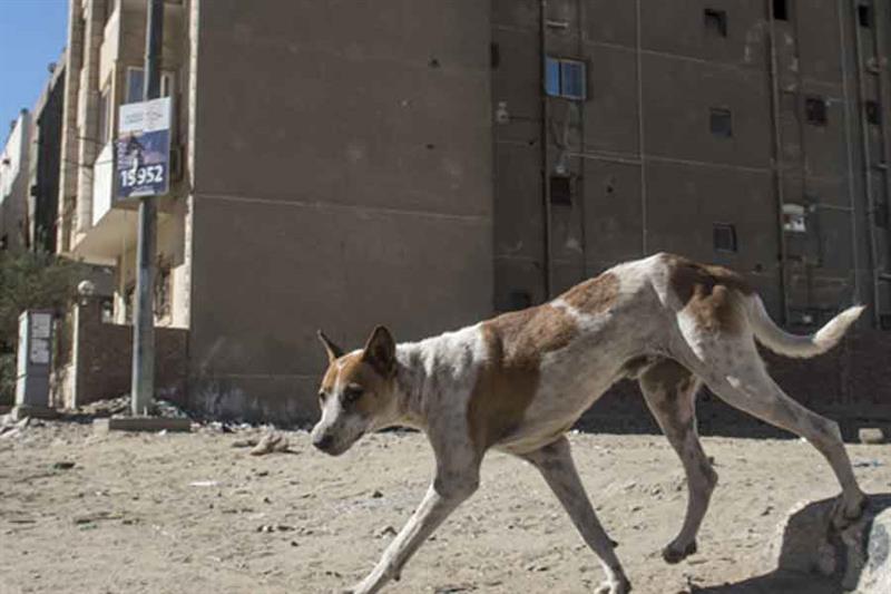 A stray dog walks in a street in the Egyptian capital Cairo on December 12, 2018. - In Egypt AFP