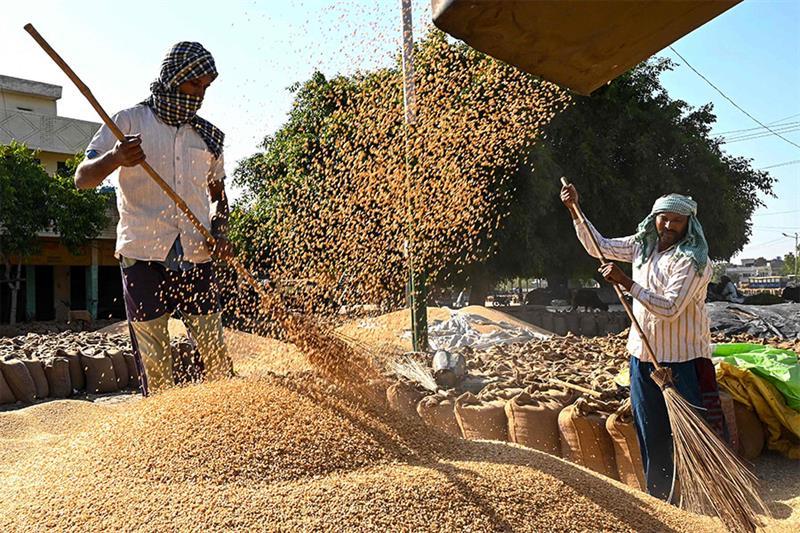 Labourers use brooms to separate wheat grains from its husk at a wholesale market in Amritsar on Apr