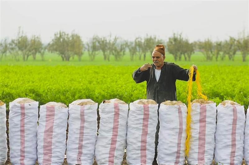 Egyptian farmer in a land. (Al Ahram)