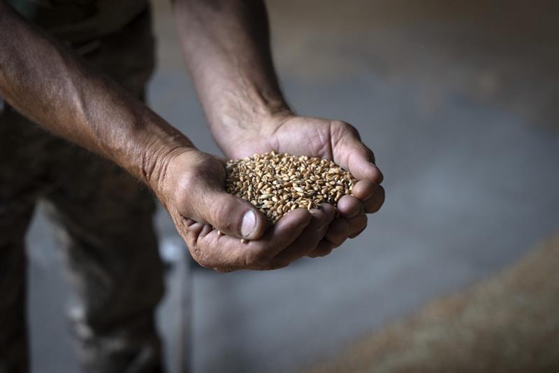 A farmer holds Wheat in Kyiv