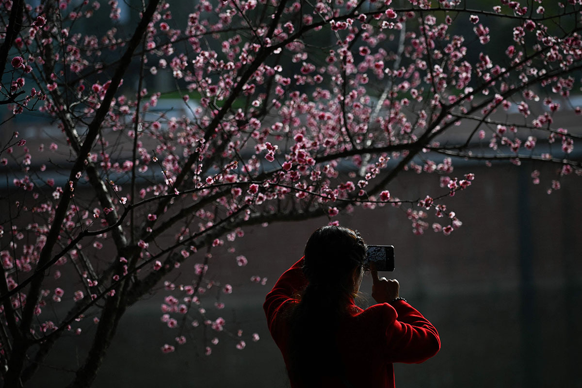 PHOTO GALLERY: Plum blossoms bloom across china to spread hope and joy