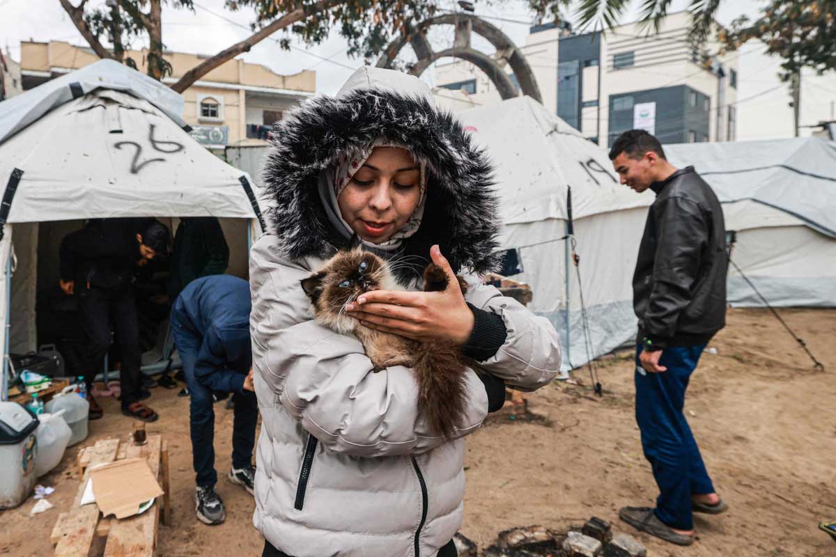 PHOTO GALLERY: Palestinians love their cats too! 